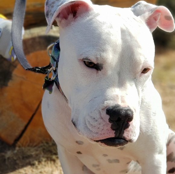 Meet your Posher, Trish - Picture 4 of 8